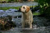 LABRADOR 1279